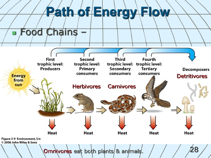 28 Path of Energy Flow Food Chains – Herbivores Carnivores Omnivores eat both plants